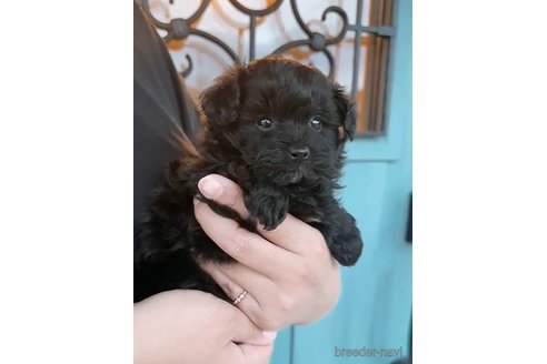 成約済の岡山県のポメプー:ポメラニアン×トイプードル-354326の1枚目