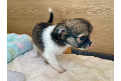 成約済の栃木県のチワワ(ロングコート)-354327の9枚目