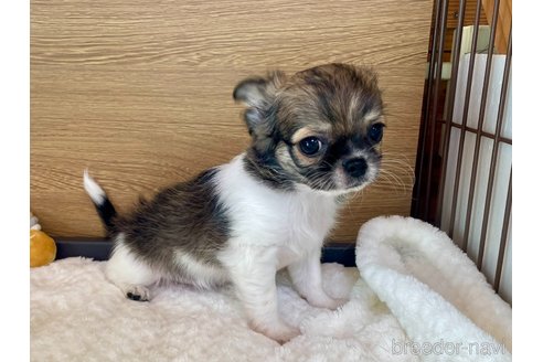 成約済の栃木県のチワワ(ロングコート)-354327の11枚目