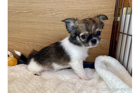 成約済の栃木県のチワワ(ロングコート)-354327の7枚目
