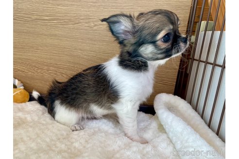 成約済の栃木県のチワワ(ロングコート)-354327の8枚目