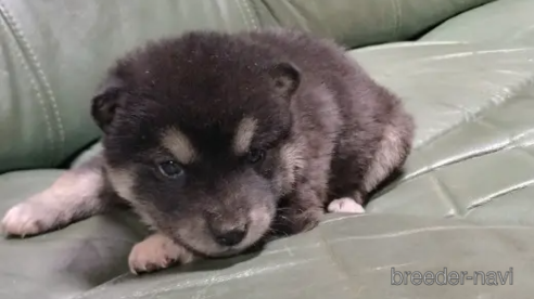 成約済のの柴犬-354319
