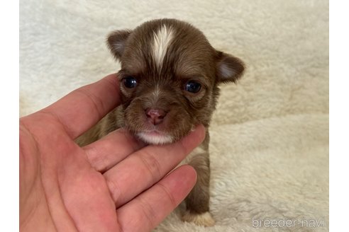 成約済の滋賀県のチワワ(ロングコート)-354342の6枚目