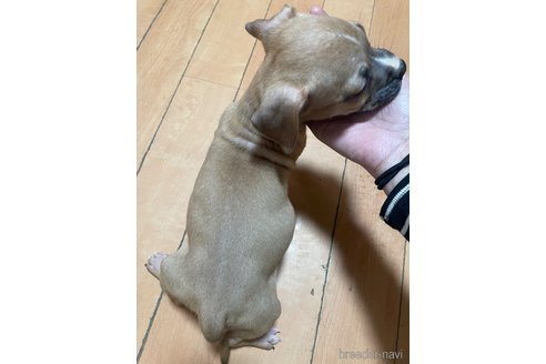 成約済の佐賀県のアメリカンピットブルテリア-354350の57枚目