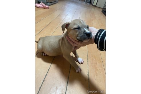 成約済の佐賀県のアメリカンピットブルテリア-354350の56枚目