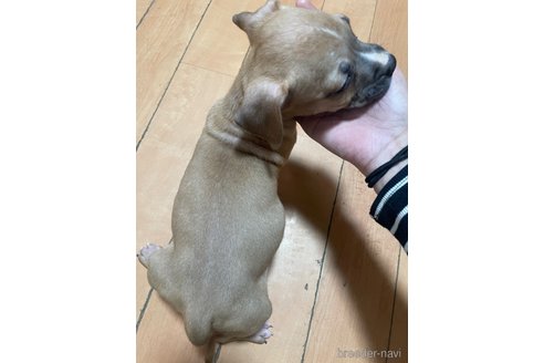 成約済の佐賀県のアメリカンピットブルテリア-354350の50枚目