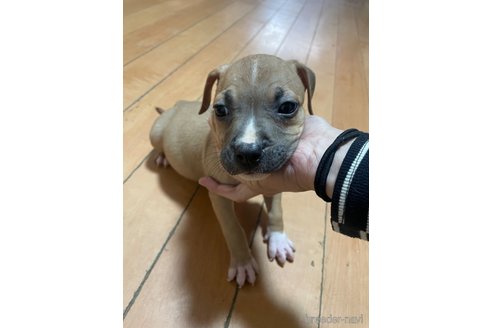 成約済の佐賀県のアメリカンピットブルテリア-354350の52枚目