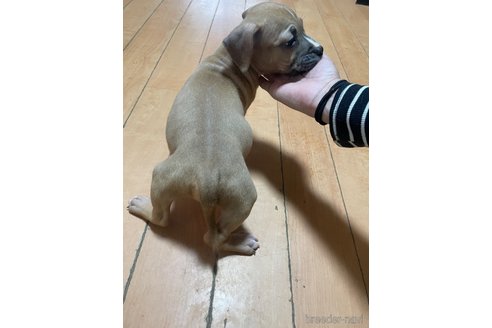 成約済の佐賀県のアメリカンピットブルテリア-354350の51枚目
