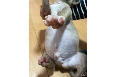 成約済の佐賀県のアメリカンピットブルテリア-354353の32枚目