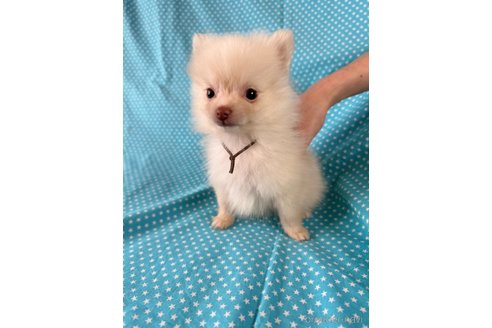 成約済の北海道のミックス犬-354352の2枚目