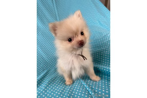 成約済の北海道のミックス犬-354352の1枚目