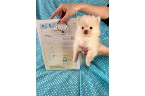成約済の北海道のミックス犬-354352の4枚目