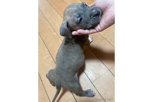 成約済の佐賀県のアメリカンピットブルテリア-354357の12枚目