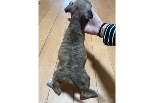 成約済の佐賀県のアメリカンピットブルテリア-354359の17枚目