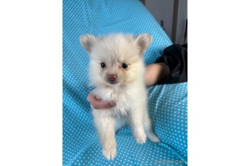 成約済の北海道のミックス犬-354358の4枚目