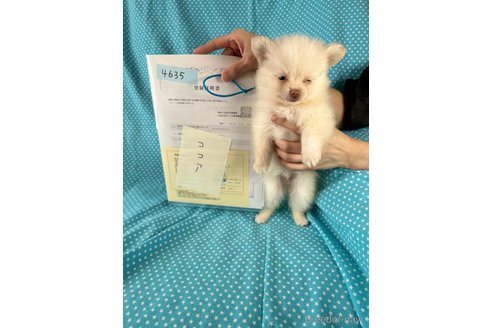 成約済の北海道のミックス犬-354358の3枚目
