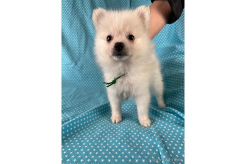 成約済の北海道のミックス犬-354361の3枚目