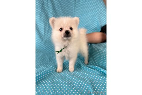 成約済の北海道のミックス犬-354361の2枚目