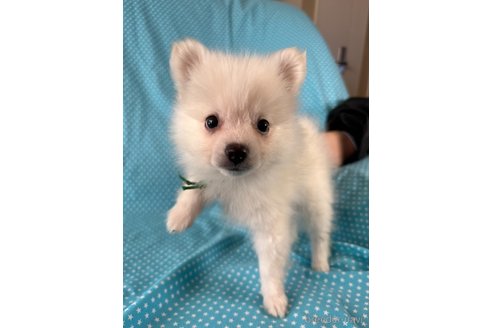 成約済の北海道のミックス犬-354361の1枚目