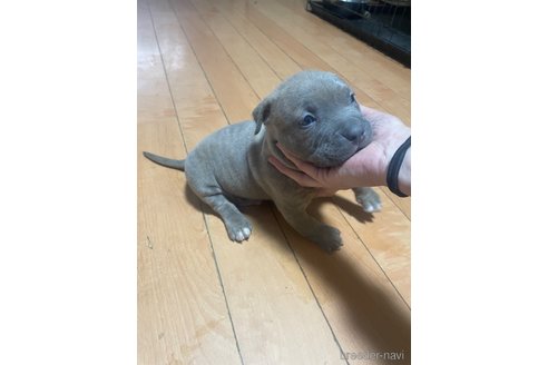 成約済の佐賀県のアメリカンピットブルテリア-352206の8枚目