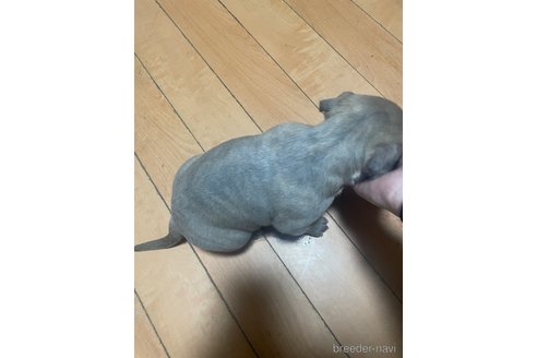 成約済の佐賀県のアメリカンピットブルテリア-352206の7枚目