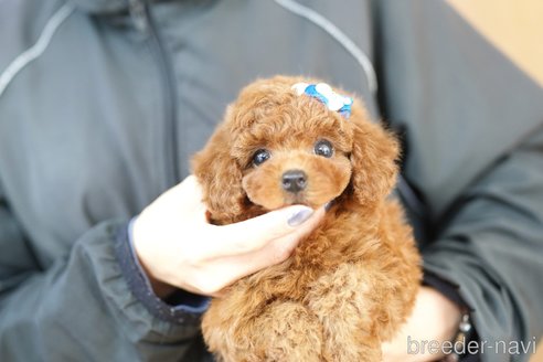 成約済の埼玉県のトイプードル-354375の3枚目