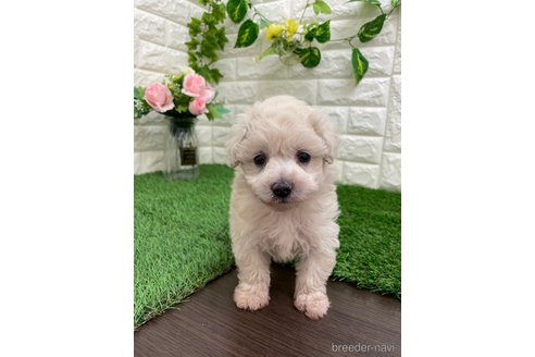 成約済の岡山県のマルプー:マルチーズ×トイプードル-354259の5枚目