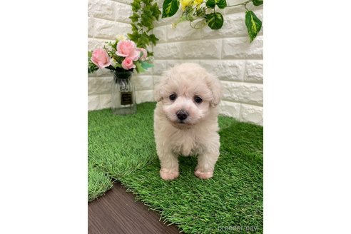 成約済の岡山県のマルプー:マルチーズ×トイプードル-354259の7枚目