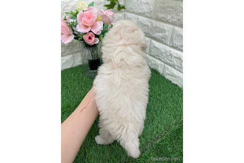 成約済の岡山県のマルプー:マルチーズ×トイプードル-354259の3枚目