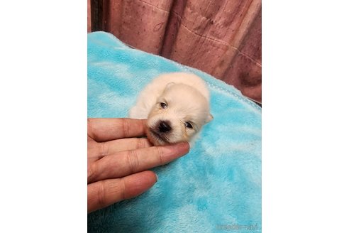 成約済の岡山県のポメラニアン-354386の5枚目
