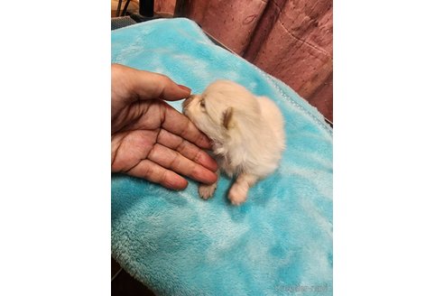 成約済の岡山県のポメラニアン-354386の6枚目