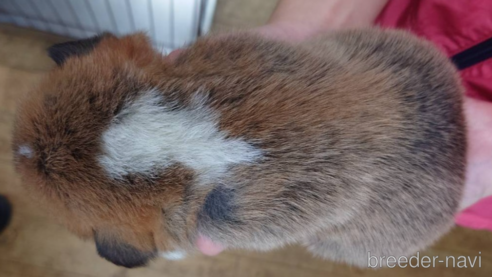 成約済の山口県のウェルシュコーギーペンブローク-354391の6枚目