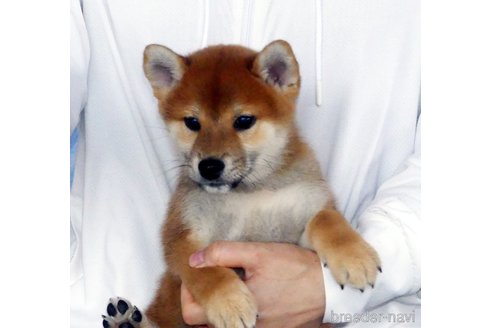 成約済の静岡県の柴犬-353542の4枚目