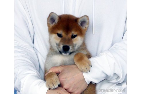成約済の静岡県の柴犬-353542の3枚目