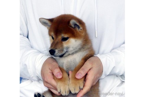 成約済の静岡県の柴犬-353542の2枚目