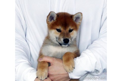 成約済のの柴犬-353542