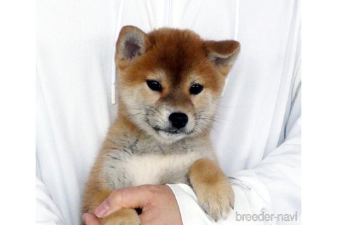 成約済の静岡県の柴犬-353089の3枚目