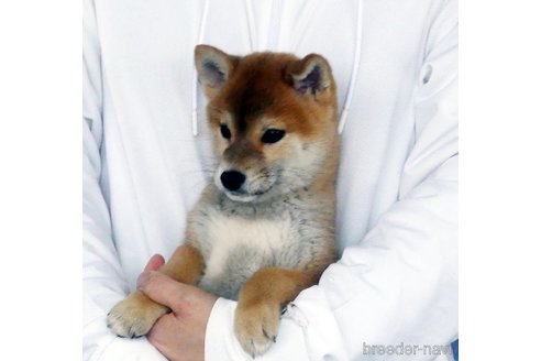 成約済の静岡県の柴犬-353089の2枚目