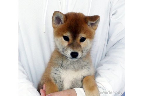 成約済の静岡県の柴犬-353089の1枚目