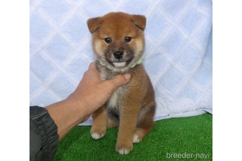 成約済の静岡県の柴犬-354414の5枚目