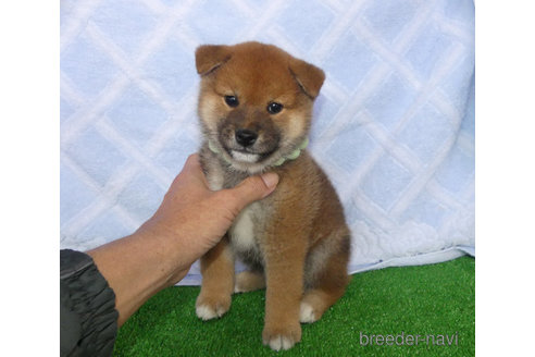 成約済の静岡県の柴犬-354414の1枚目