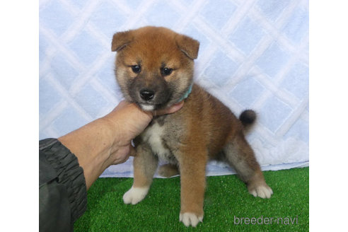 成約済の静岡県の柴犬-354415の1枚目
