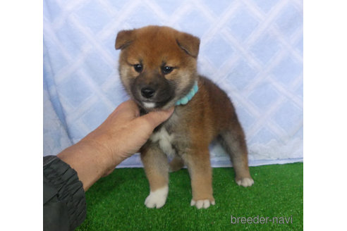 成約済の静岡県の柴犬-354415の3枚目
