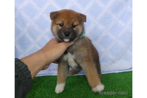 成約済の静岡県の柴犬-354415の4枚目