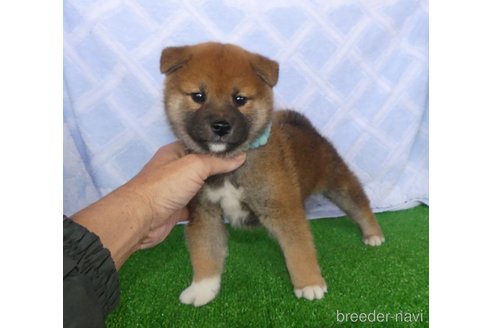成約済の静岡県の柴犬-354415の2枚目
