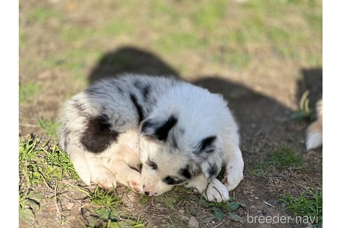成約済の愛知県のボーダーコリー-347913の6枚目