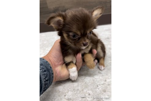 成約済の福岡県のチワワ(ロングコート)-349125の14枚目