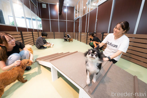 成約済の埼玉県のトイプードル-354255の2枚目