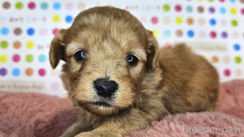 成約済の愛知県のミックス犬-349811の21枚目