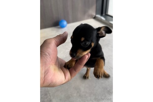 成約済の福岡県のミックス犬-346054の3枚目